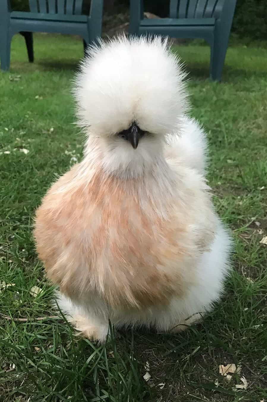 mejores gallinas para criar