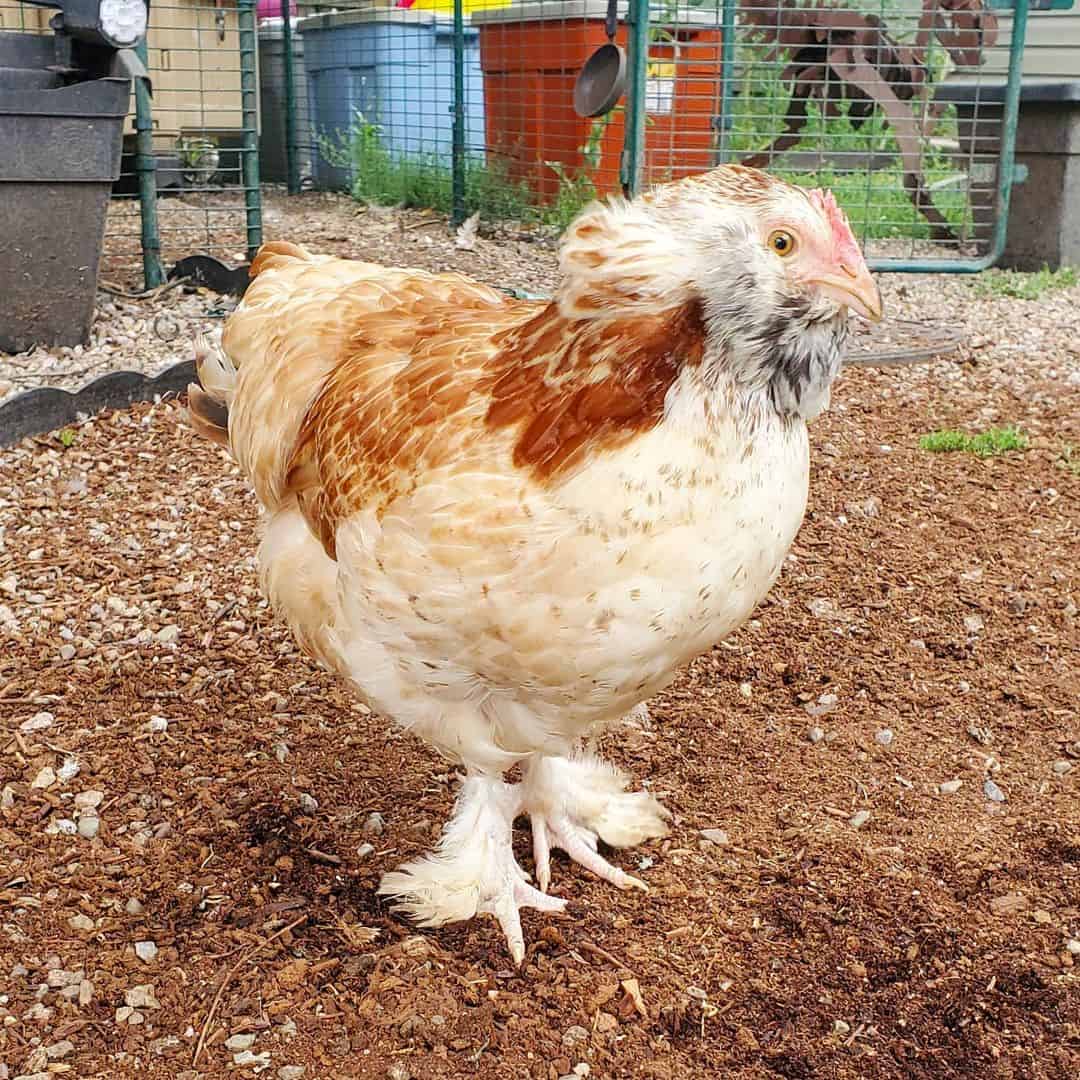 razas de pollos mas amigables para mascotas