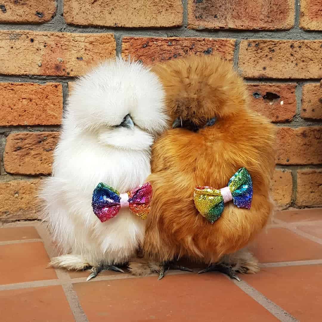 razas de pollos tiernos