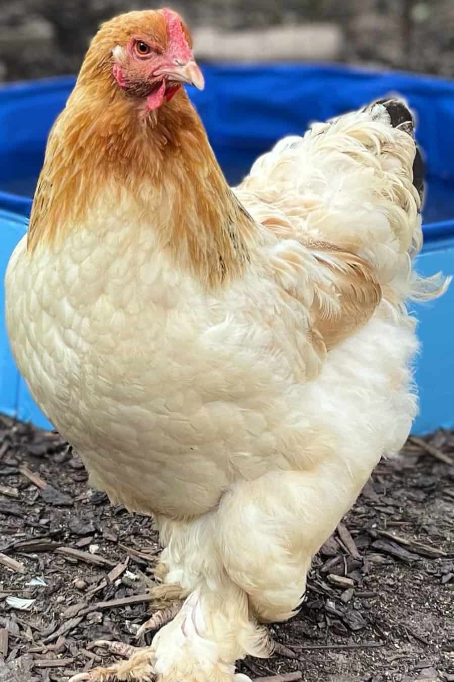 raza de pollo más dócil