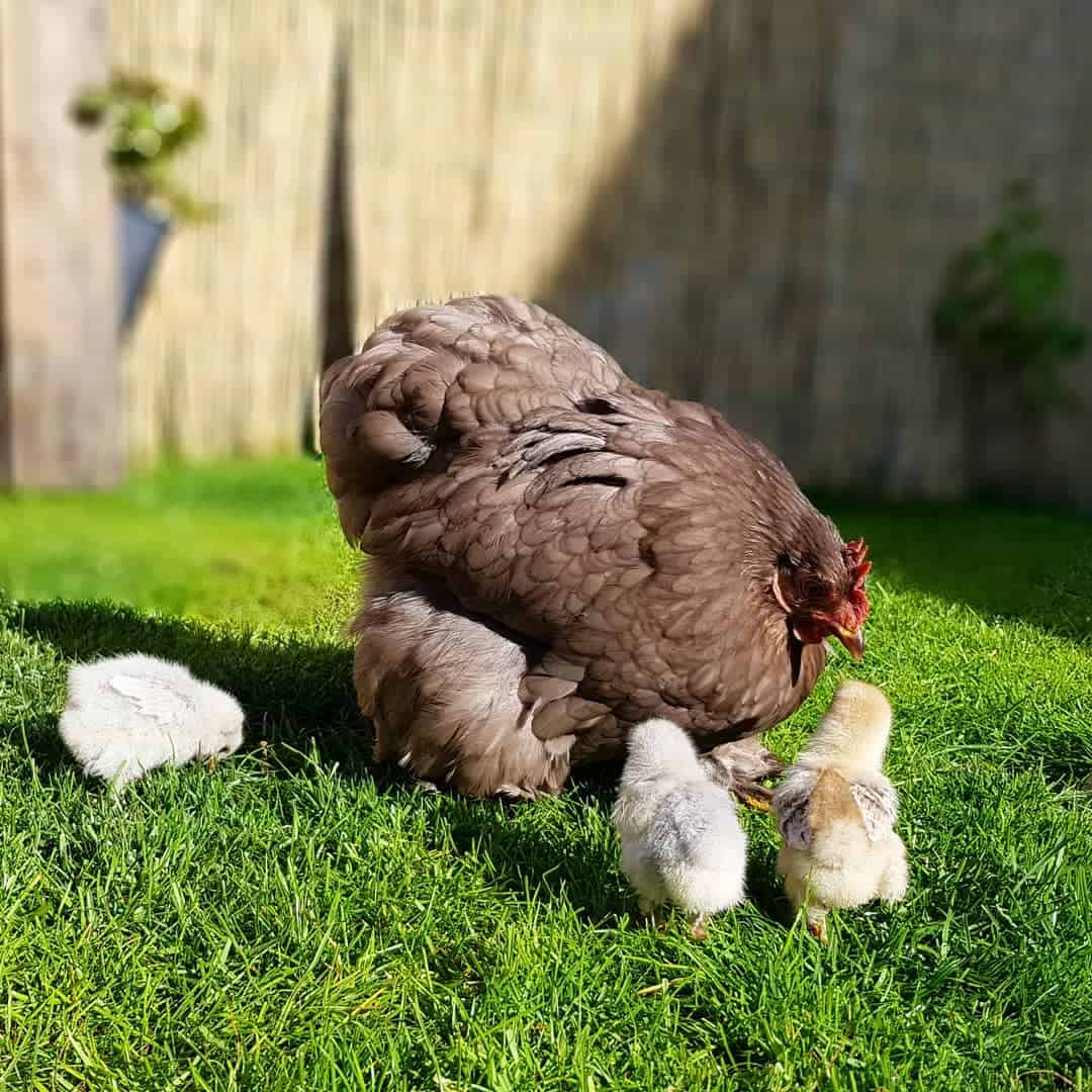 pollos dóciles
