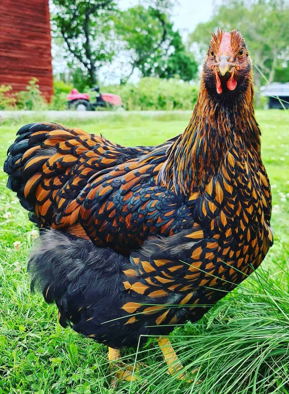 que razas de gallinas se llevan mejor