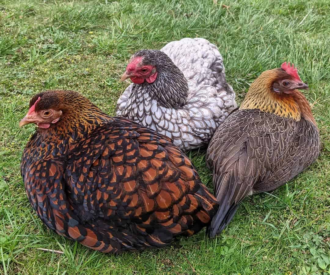 razas de pollo mascota