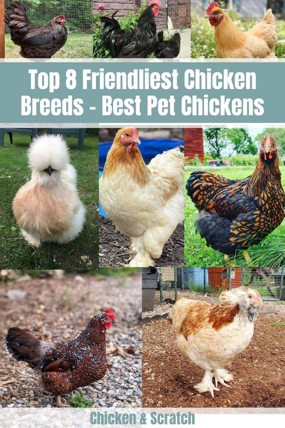 razas de pollo amigables