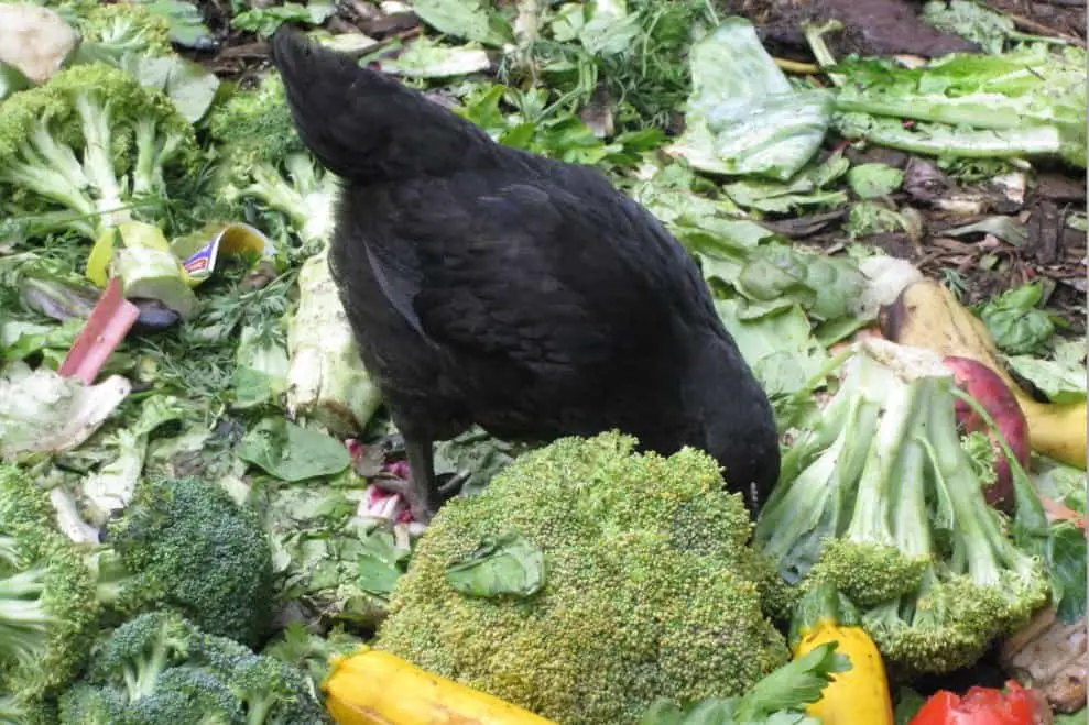 dieta de brocoli con pollo