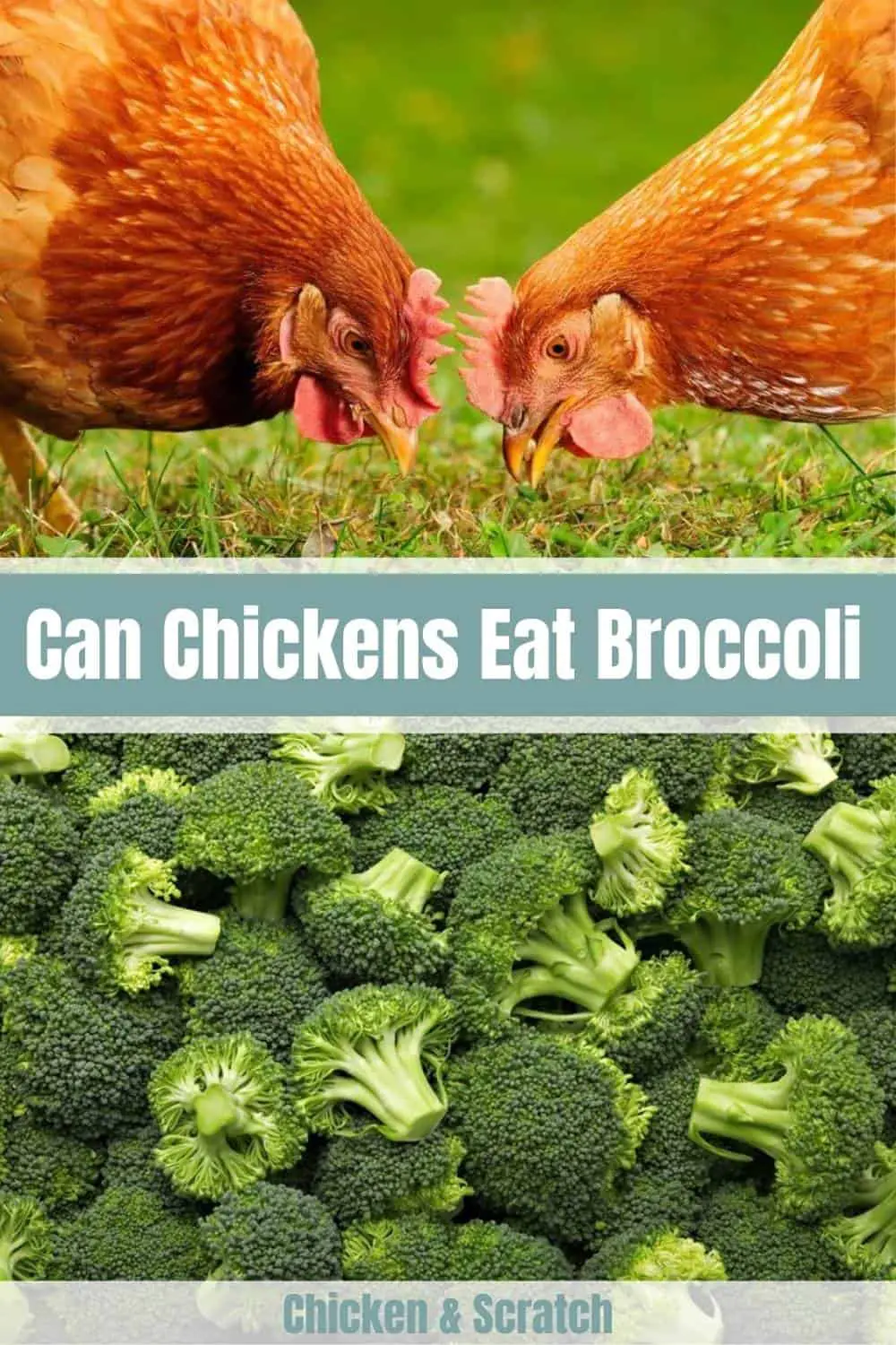 ¿Pueden las gallinas comer brócoli crudo?