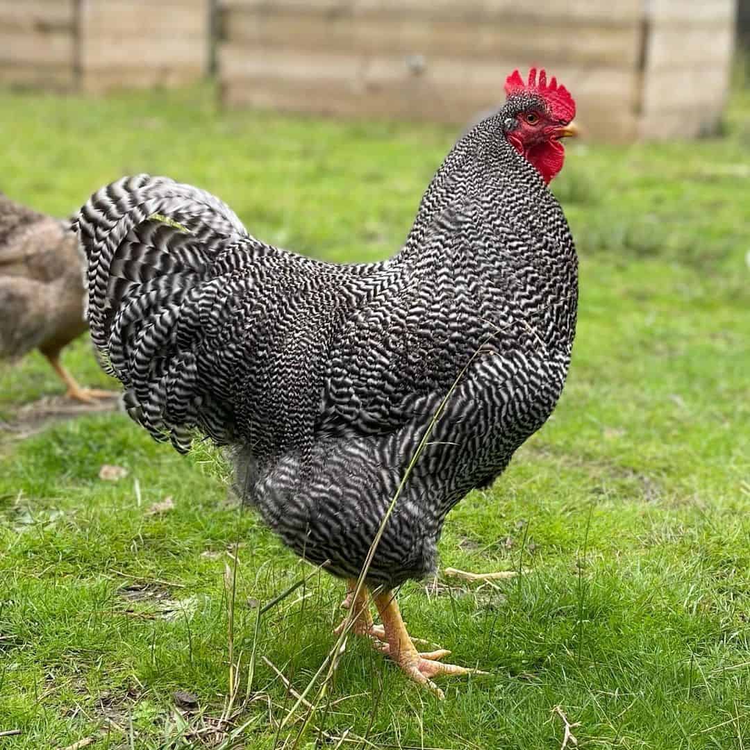pollo blanco con manchas negras
