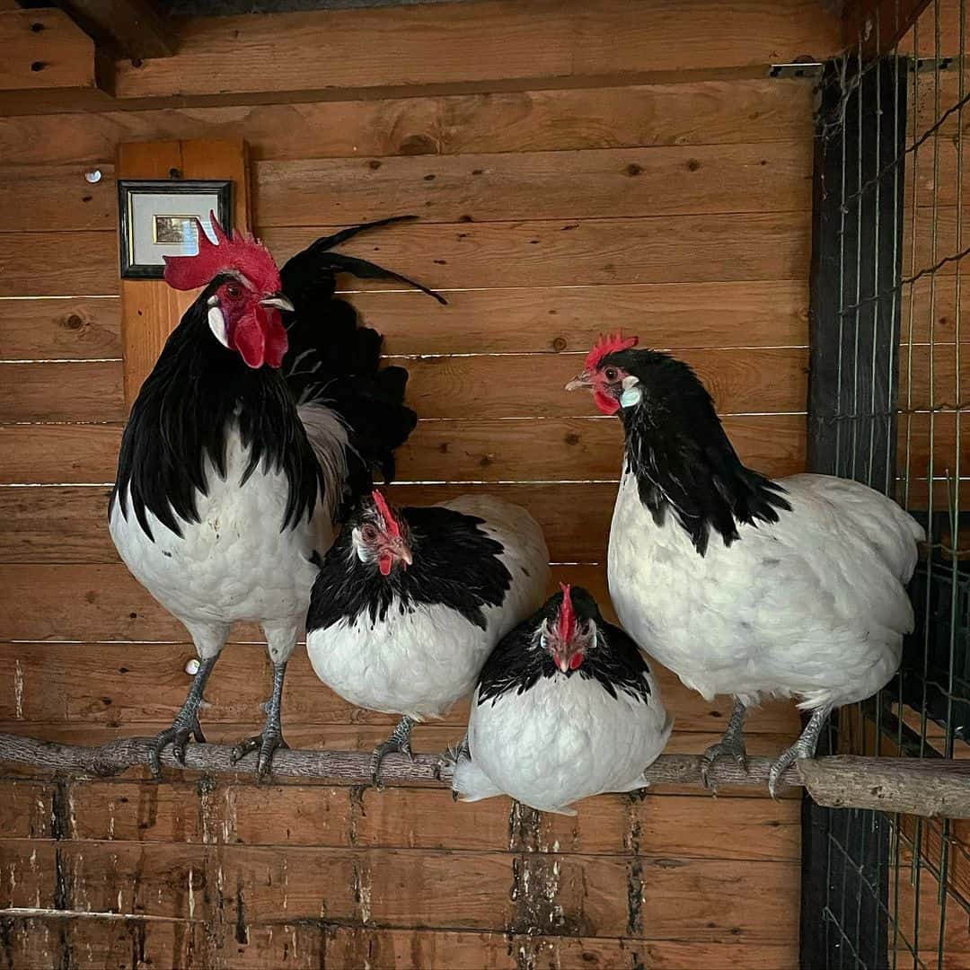 pollos en blanco y negro