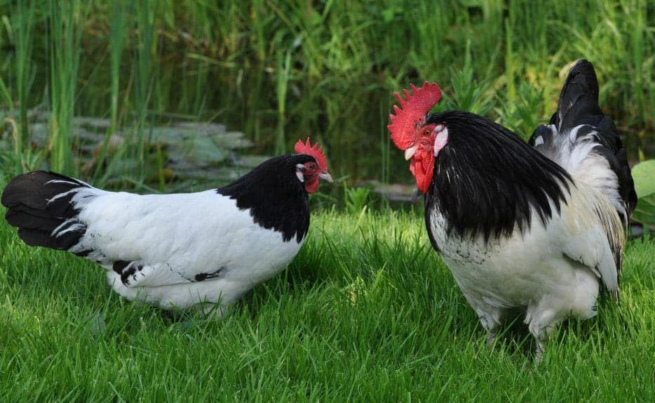 pollos blancos y negros