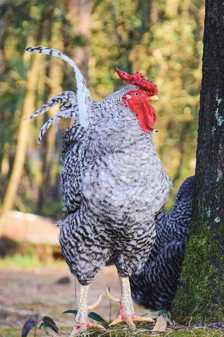 razas de gallinas blancas y negras
