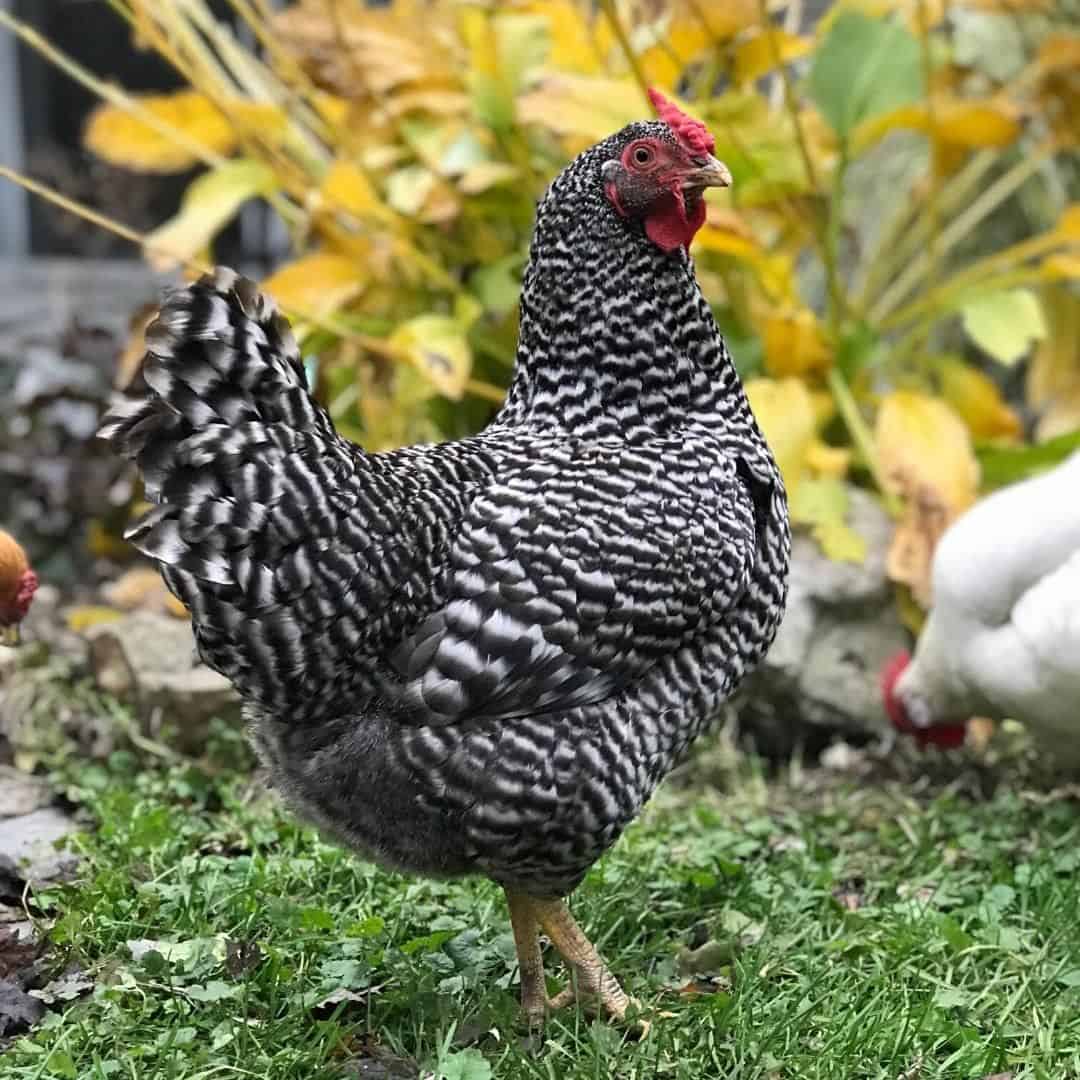 pollo con manchas blancas y negras