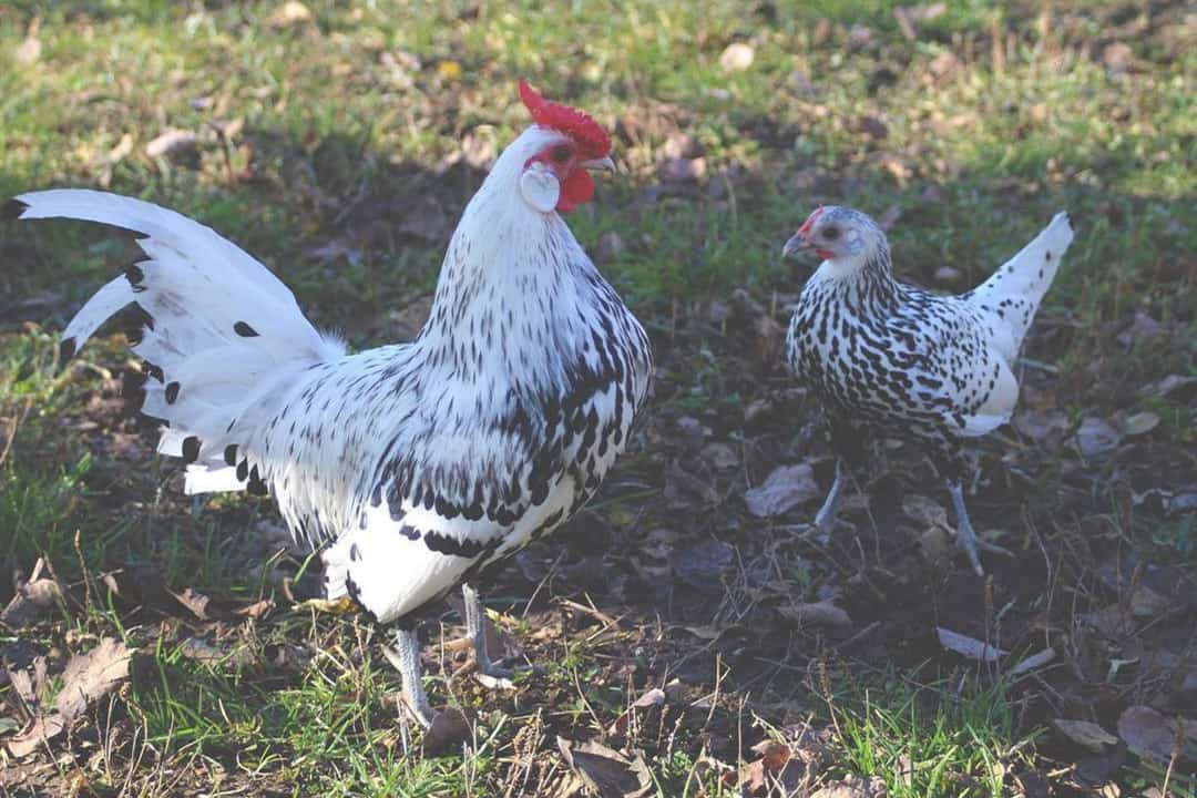 pollos blancos y negros