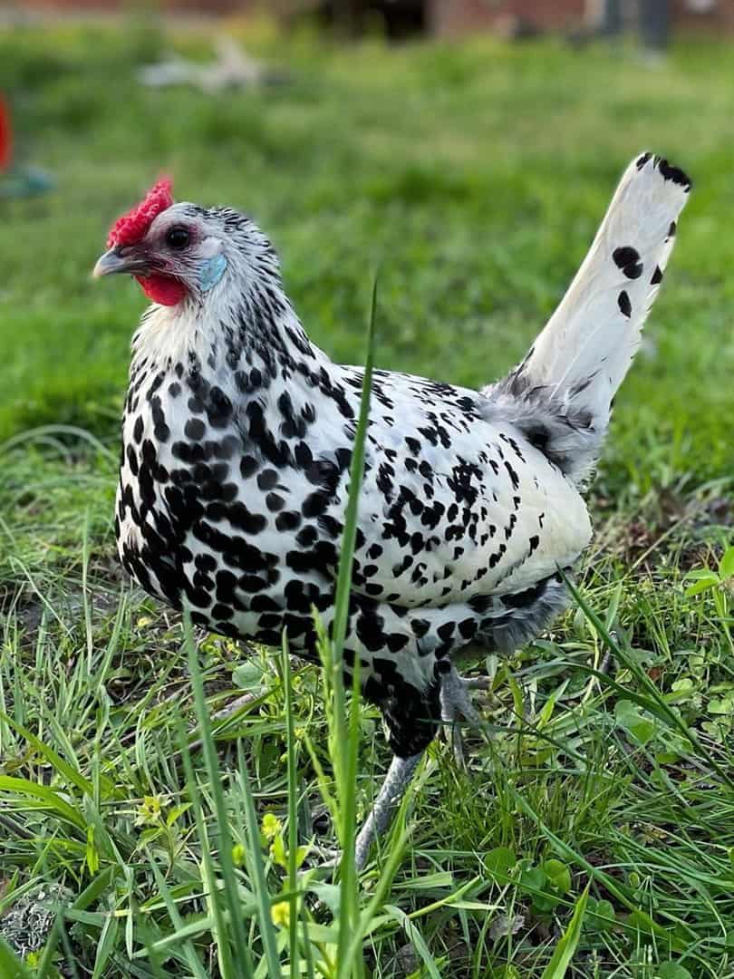 pollo blanco y negro