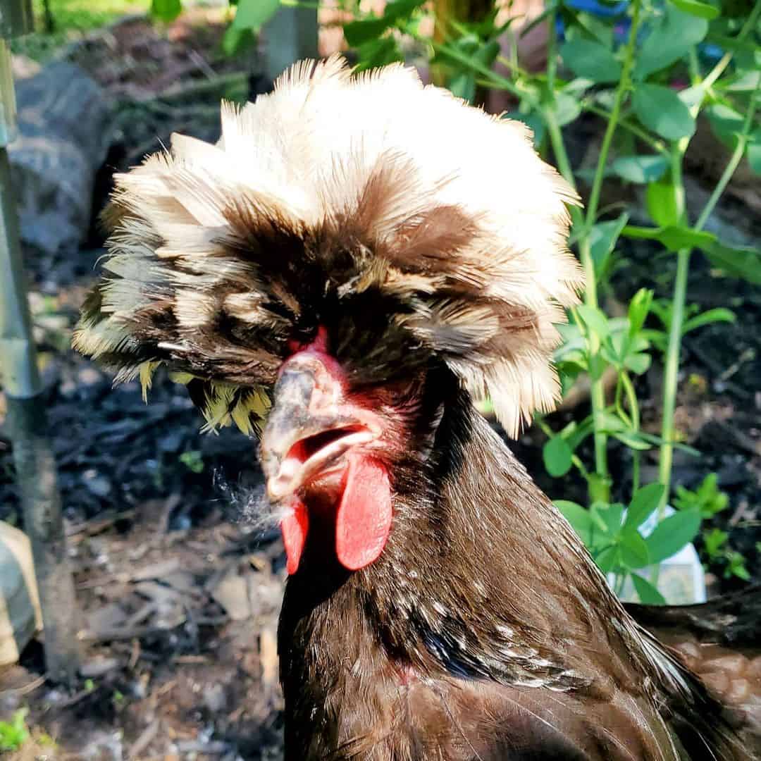 pollos blancos y negros