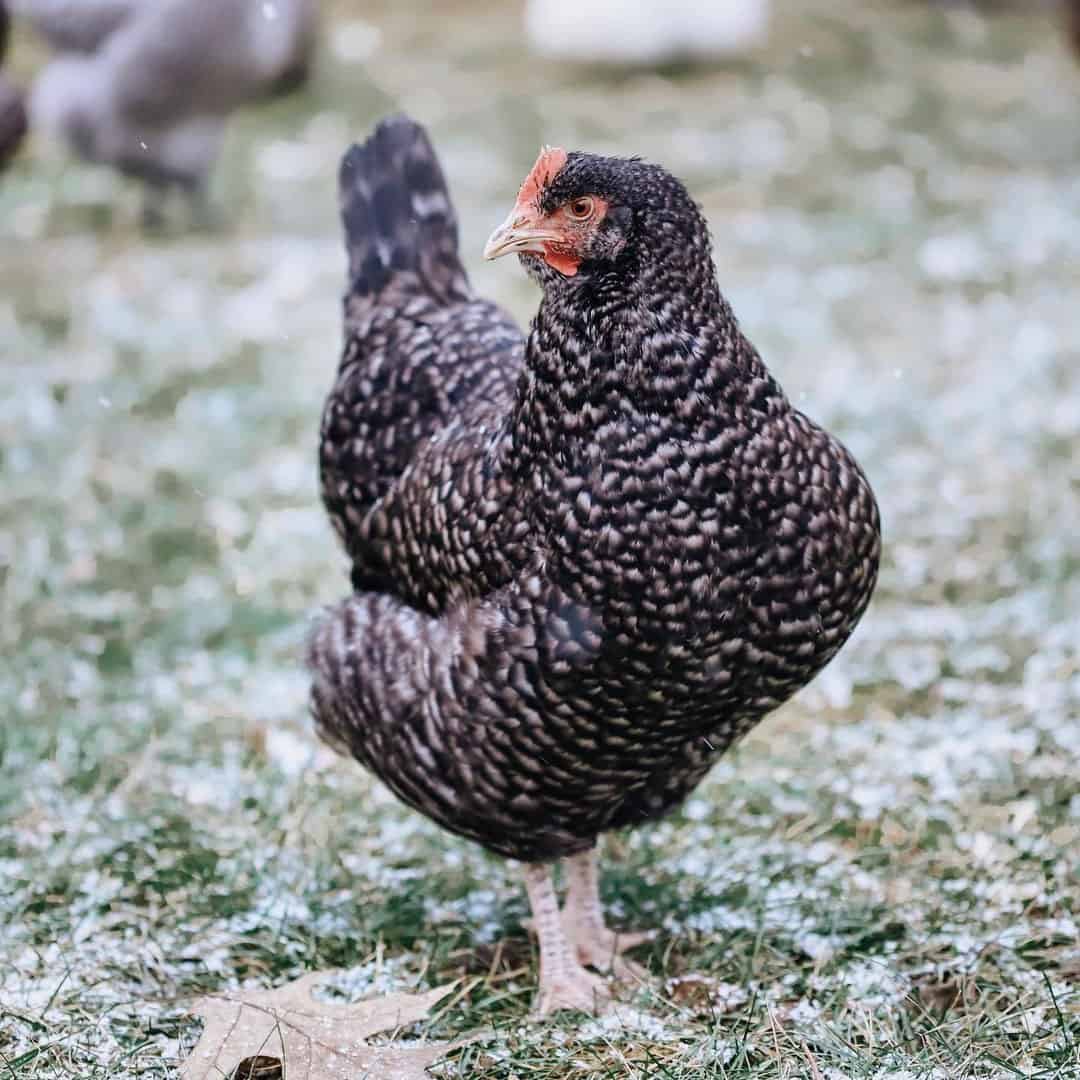 pollo blanco negro