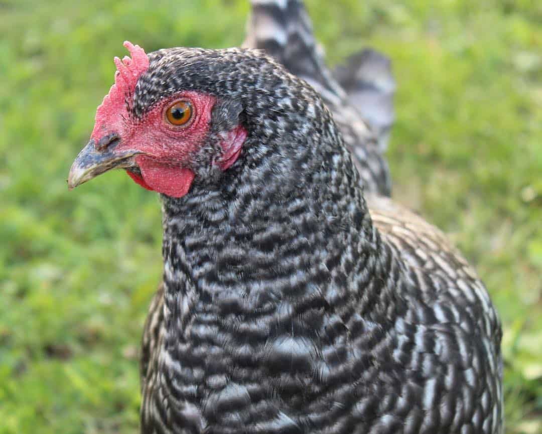 razas de gallo blanco y negro