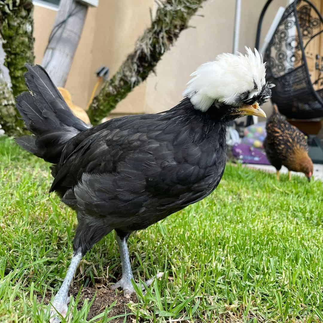 gallos blancos y negros