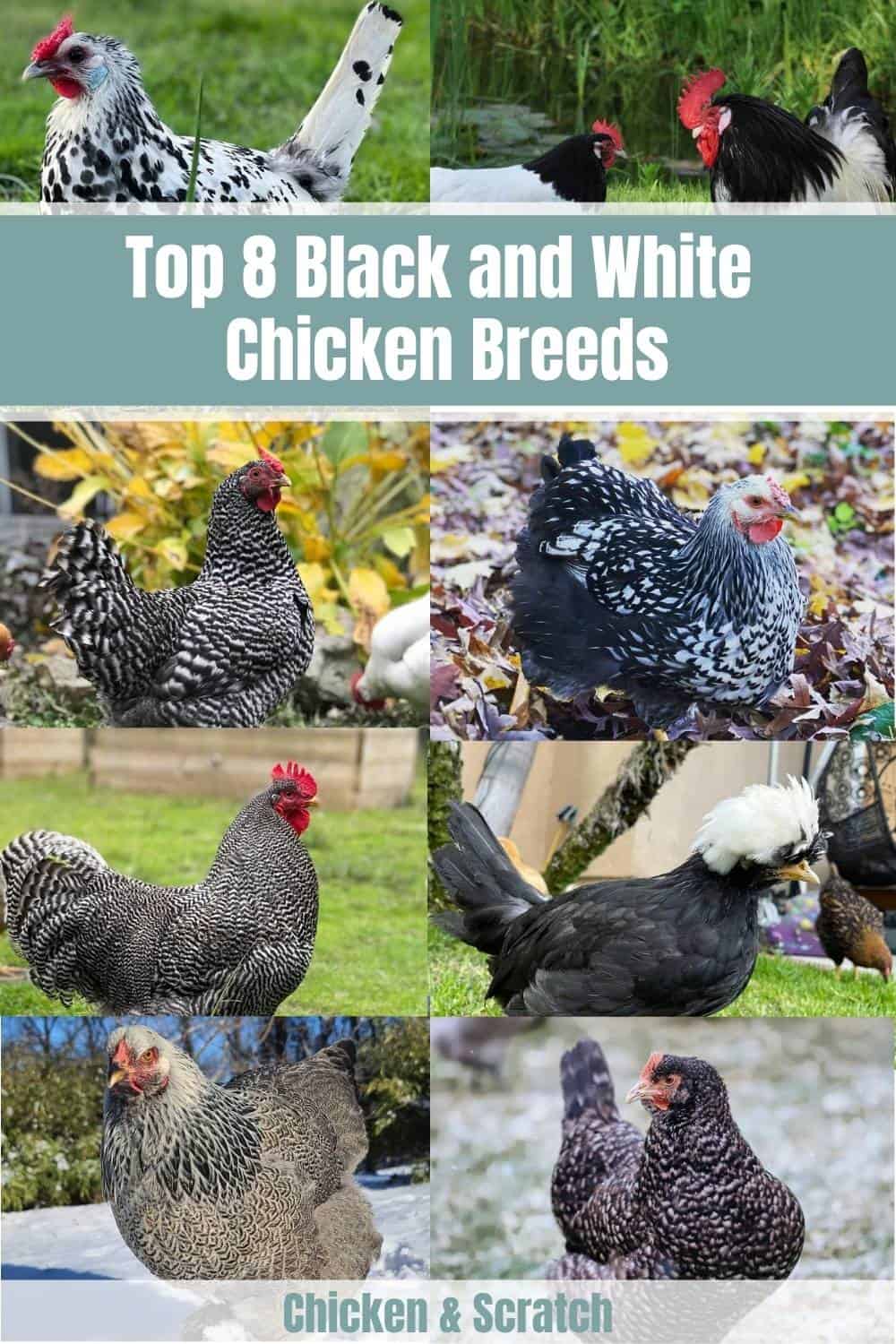 raza de pollo blanco y negro