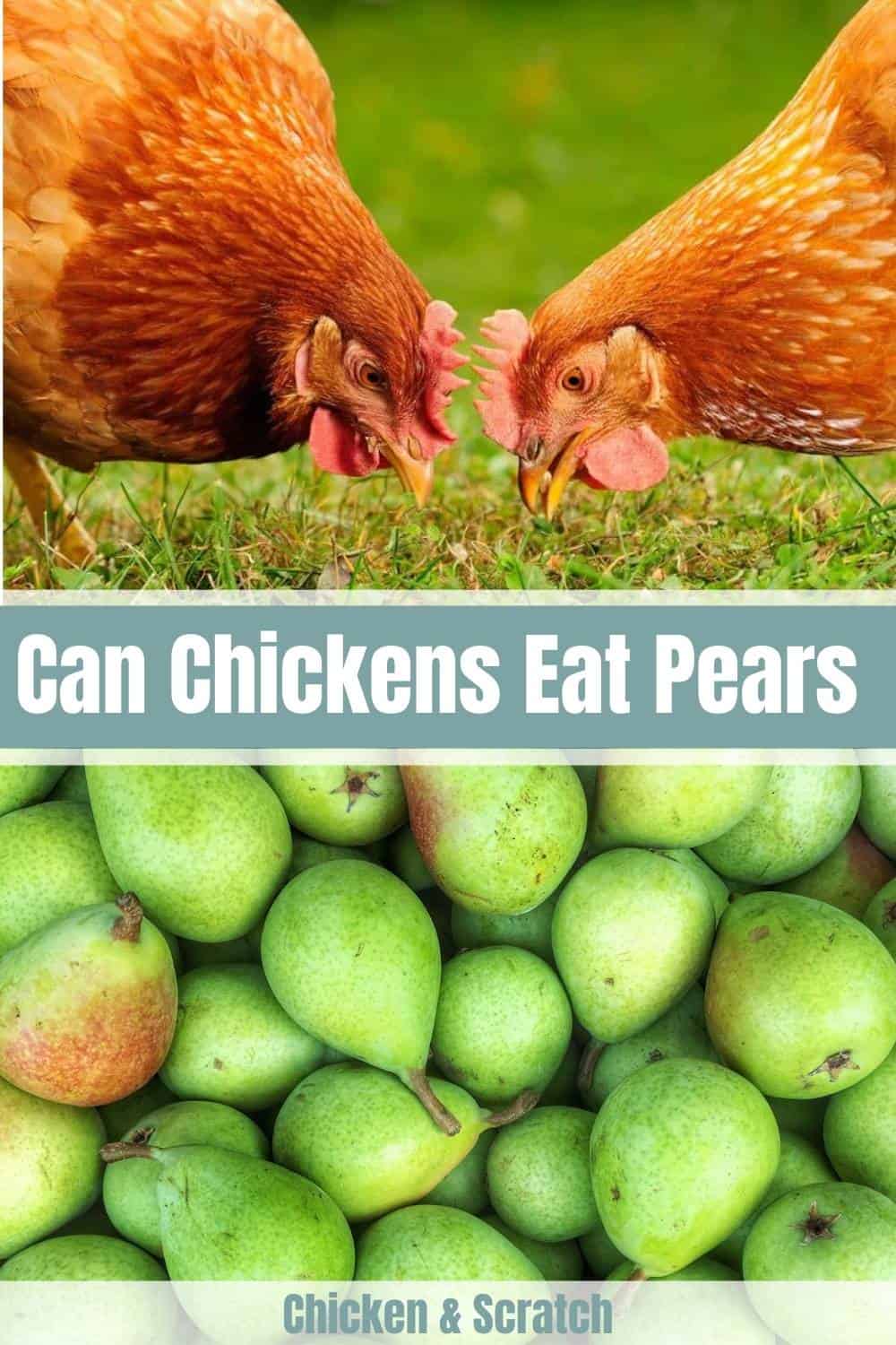 las gallinas comen peras