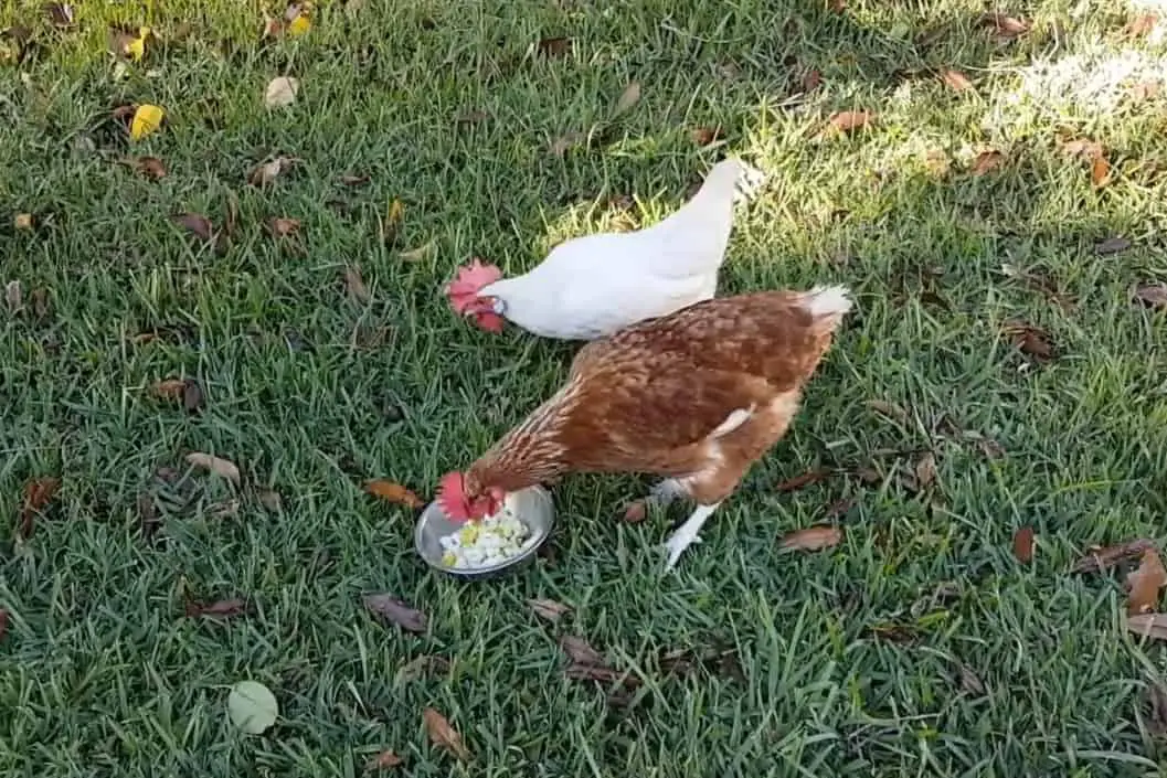 Alimentar a tus gallinas con peras