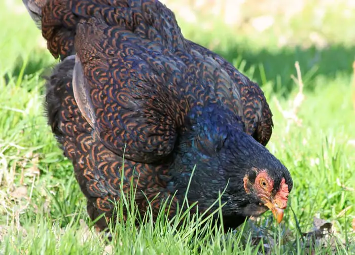 pollo de Cornualles