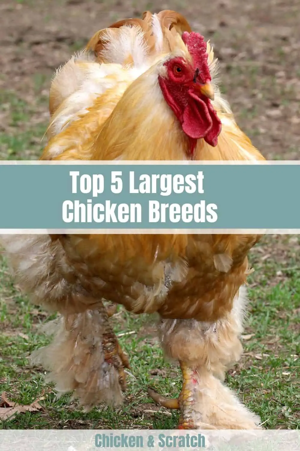 razas de pollos mas grandes