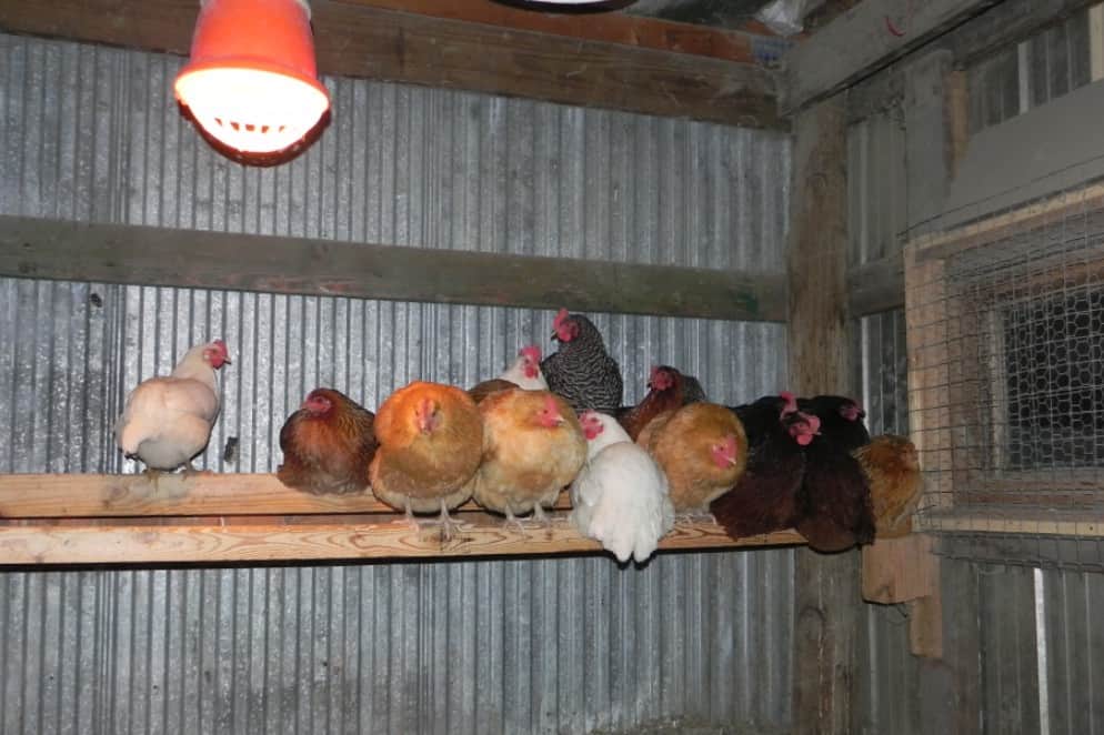 cuantos pies cuadrados por pollo