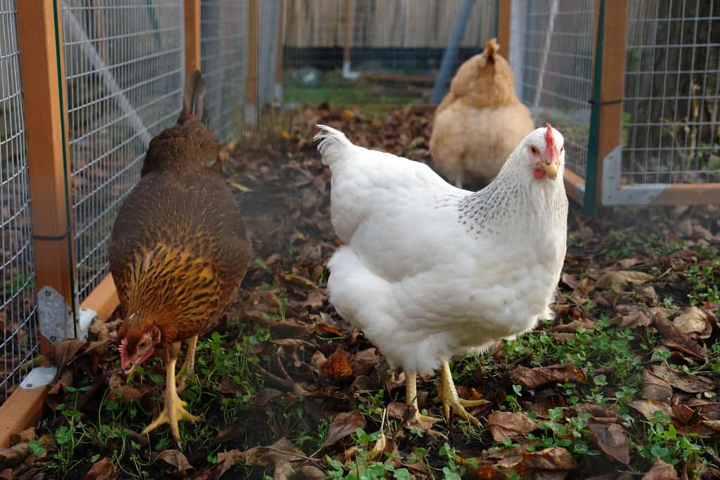 pies cuadrados por pollo