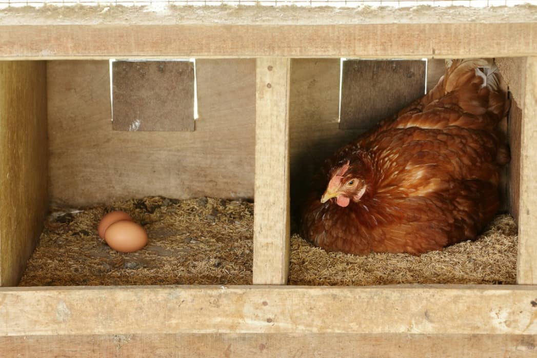 requisitos de espacio para pollos