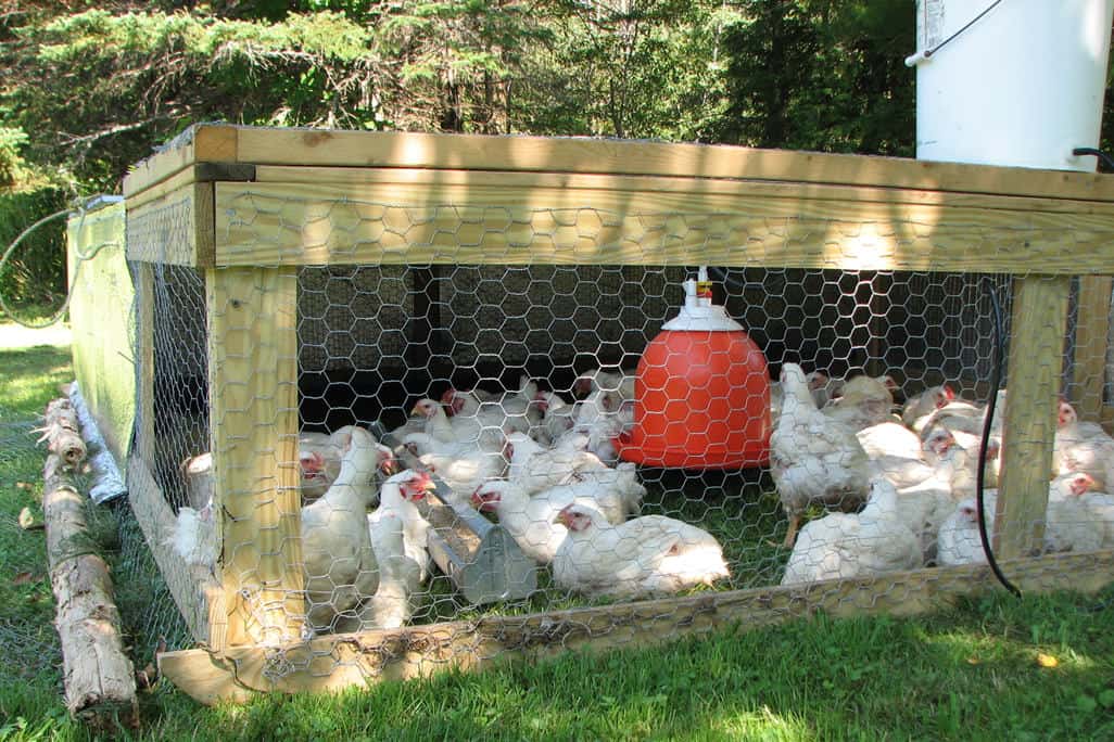 ¿Cuánto espacio para pollos?