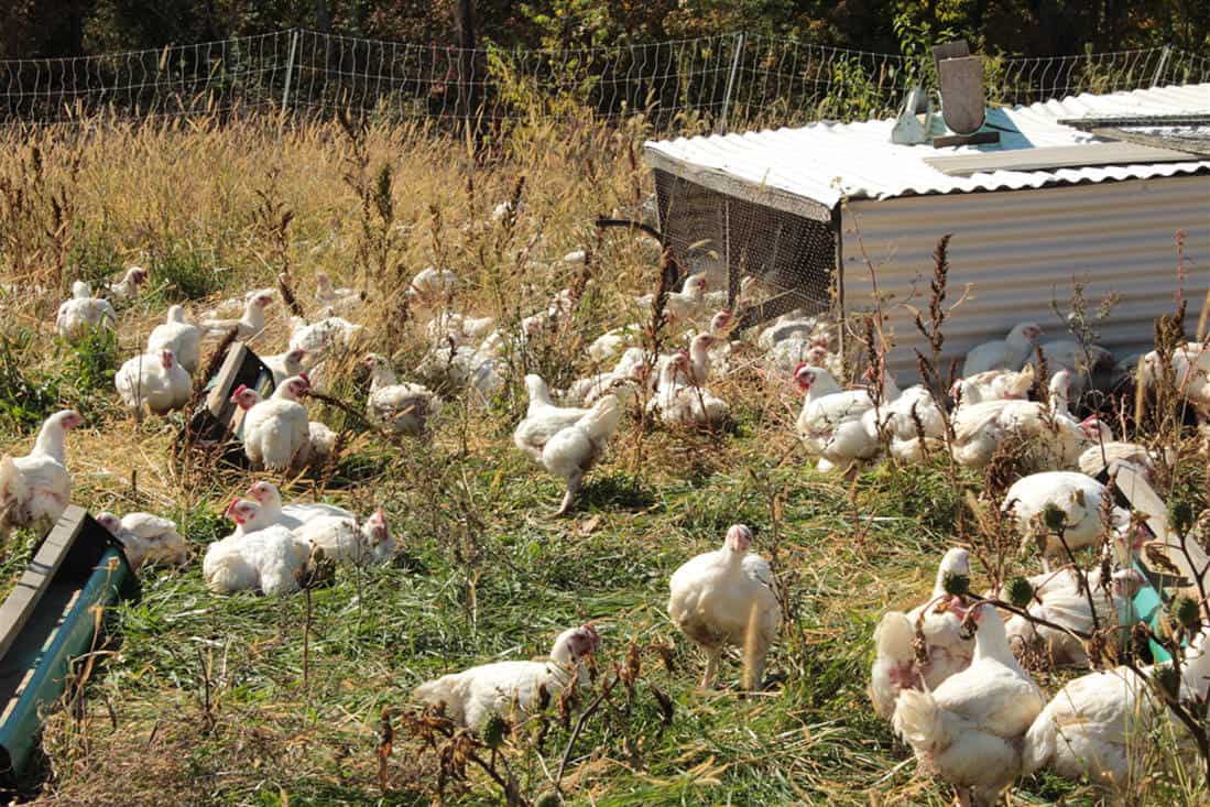espacio por pollo