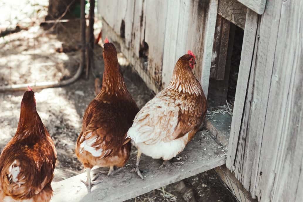 cuanto espacio de gallinero por pollo