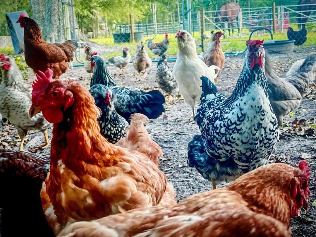 cuantos pies cuadrados por pollo