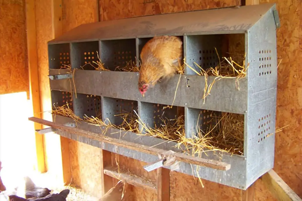 como hacer que las gallinas dejen de picotearse unas a otras