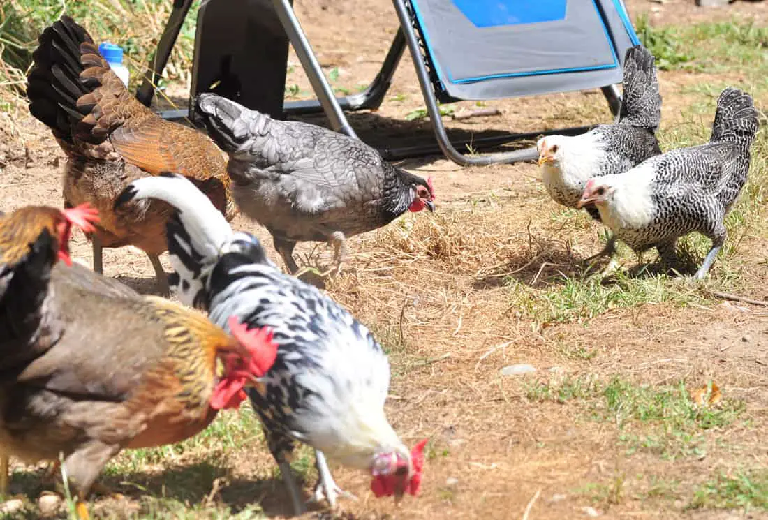 las gallinas se picotean