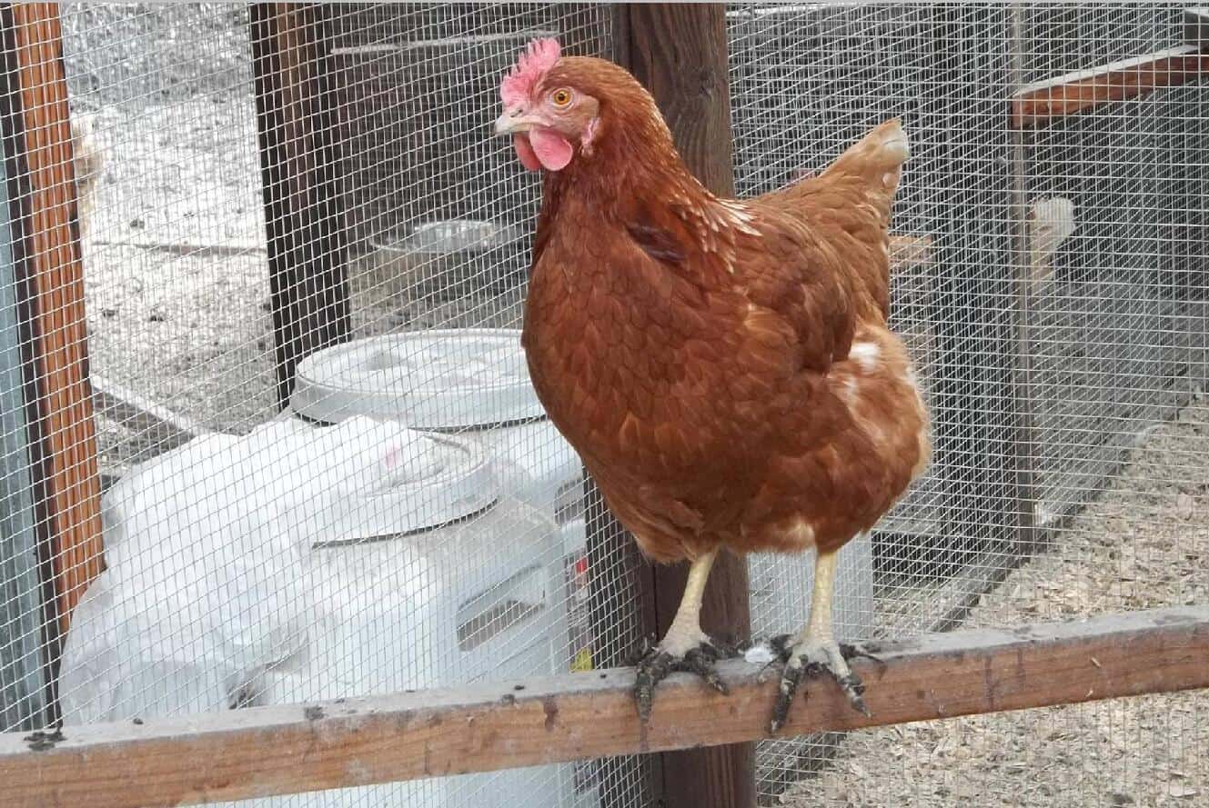 gallinas picoteandose unas a otras