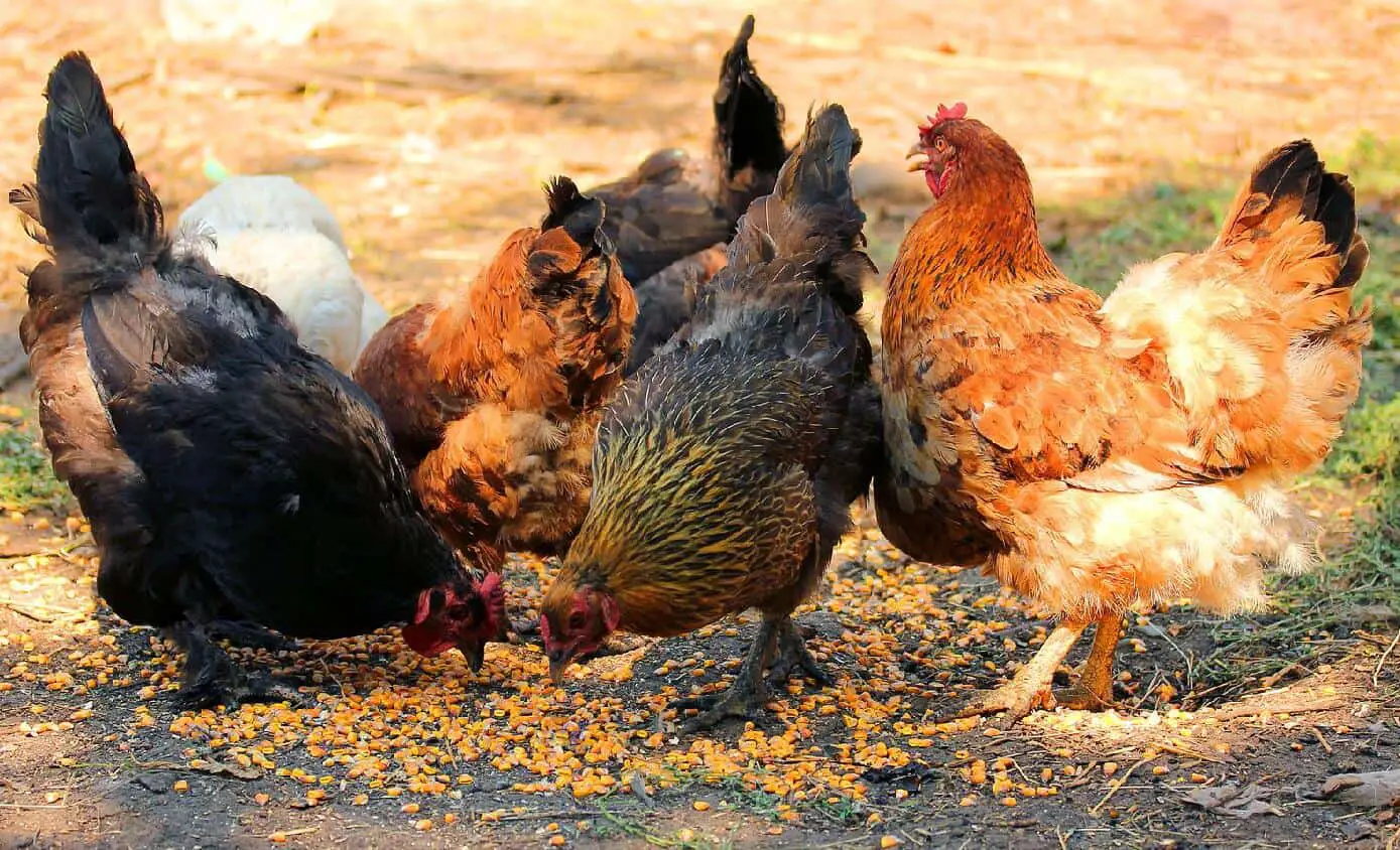 Cómo evitar que las gallinas se picoteen las plumas entre sí