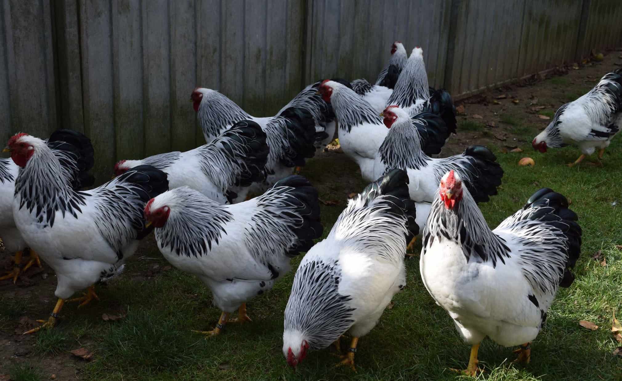 ¿Por qué las gallinas se picotean entre sí?
