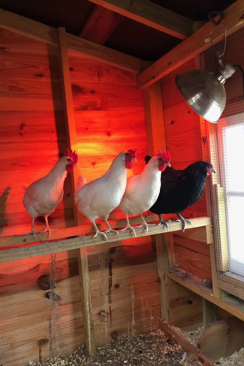 Cómo evitar que las gallinas se picoteen entre sí