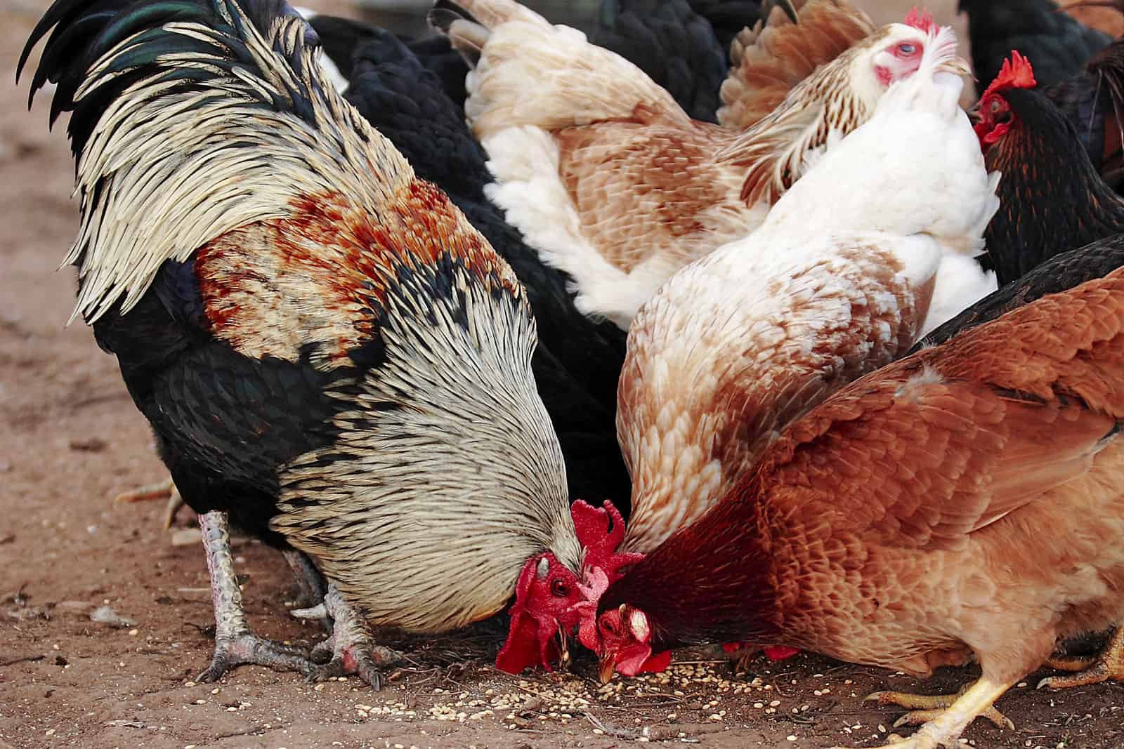 Cómo evitar que las gallinas se picoteen entre sí