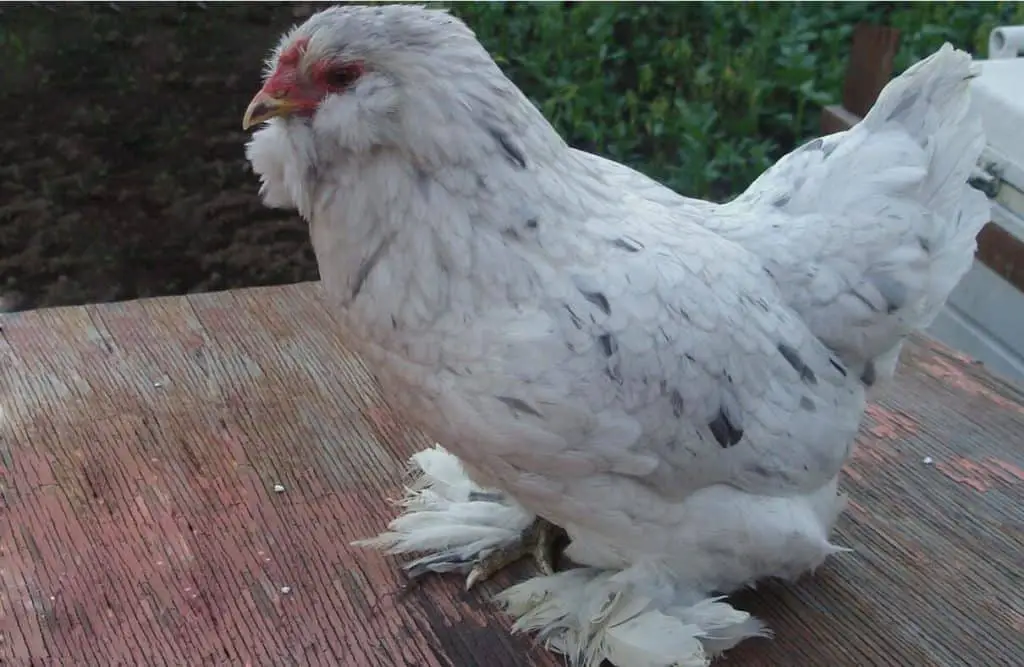 razas de gallinas que ponen huevos azules