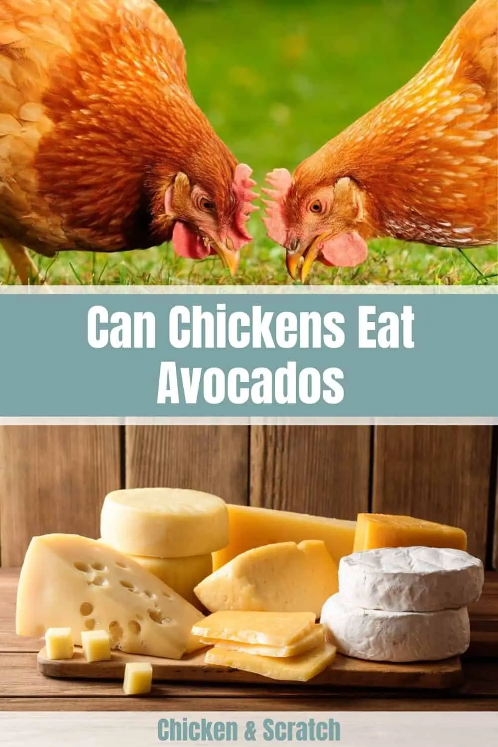 ¿Pueden los pollos tener queso?