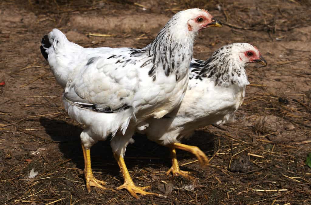 pollitas