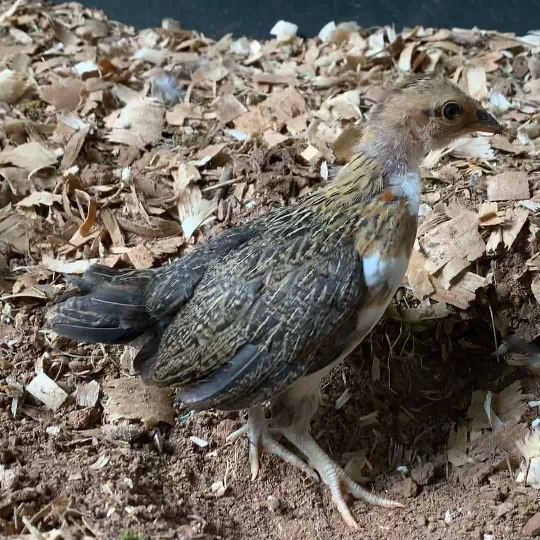 pollos pollitas