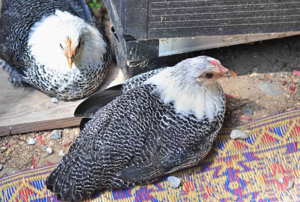 pollita de pollo