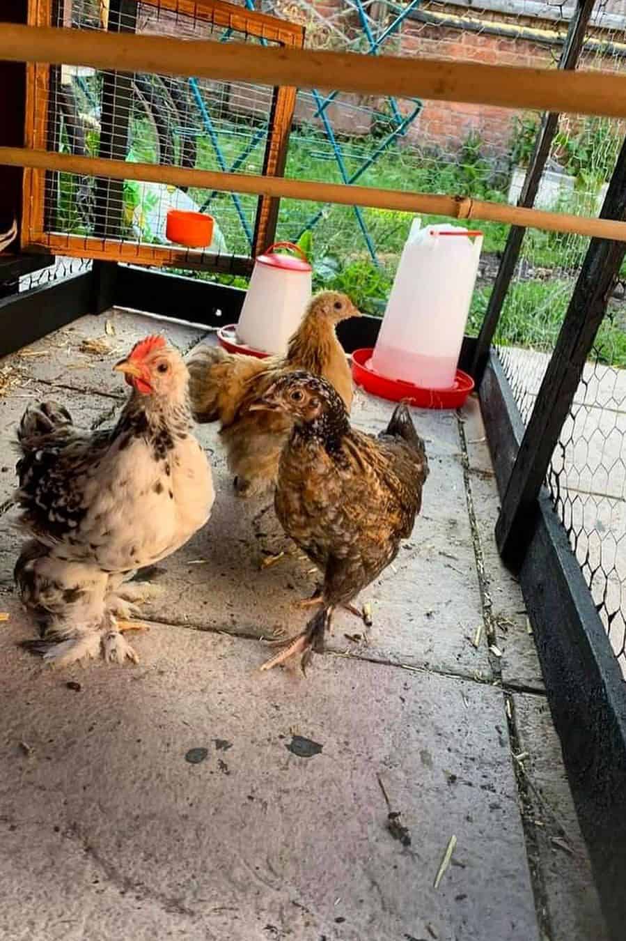 pollito