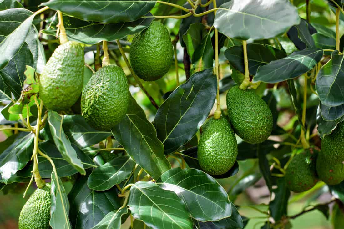 las gallinas pueden comer aguacate