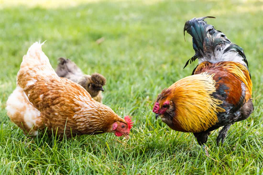 Efectos del aguacate ingerido en pollos