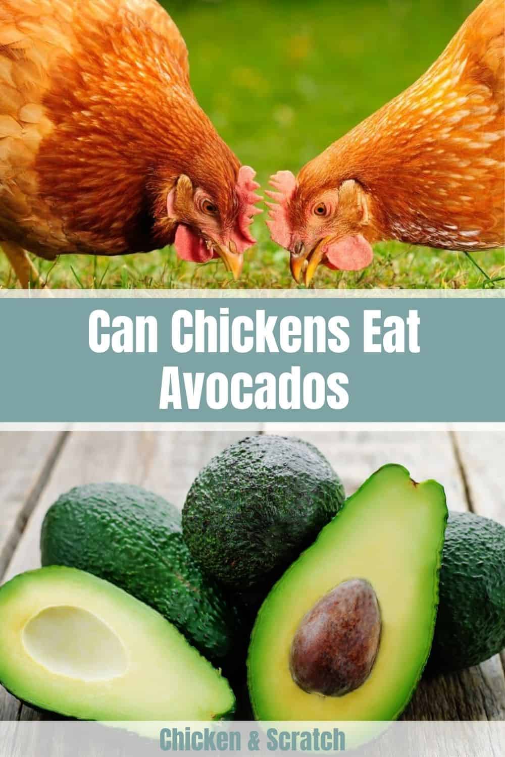 ¿los pollos pueden tener aguacate?