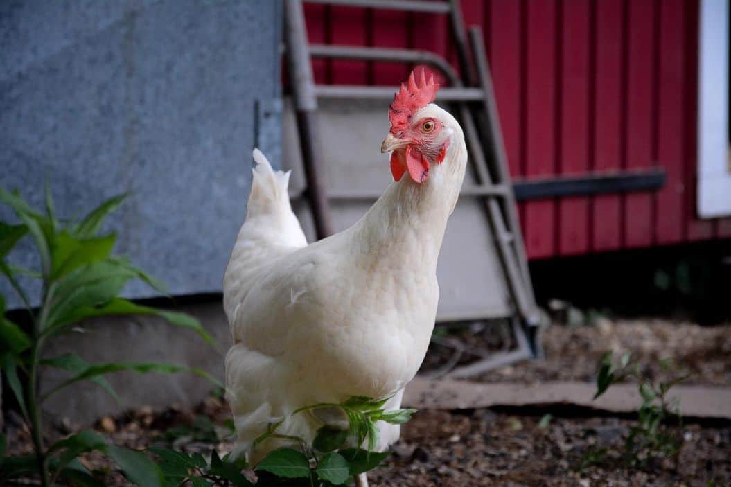 mejores gallinas ponedoras de huevos